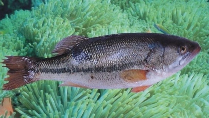 补肾养肝应服什么药好,补肾养肝喝几副中药才能有疗效