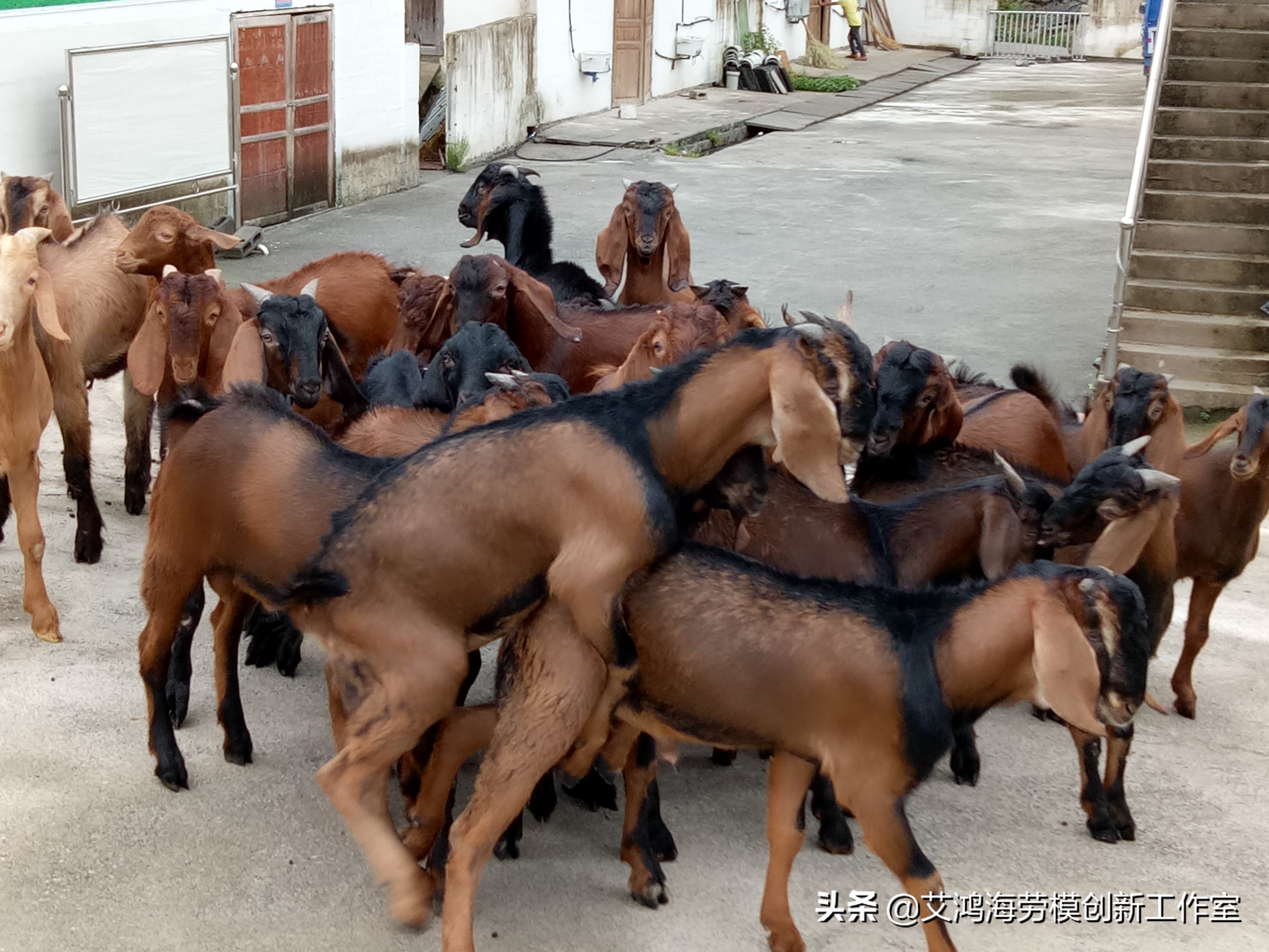 散养必须要消除公羊管理的三个误区!否则会降低种群质量,没效益
