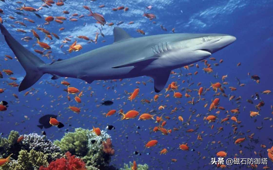 关于鲨鱼的冷知识大白鲨,关于鲨鱼的13个事实