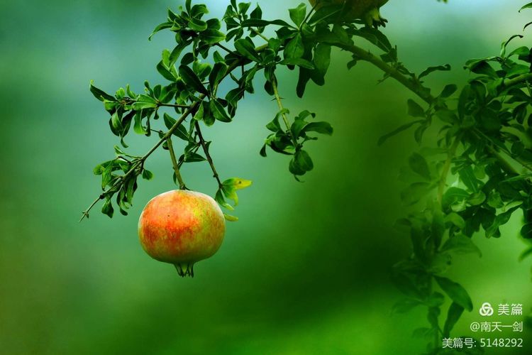 石榴一般几月份熟,石榴怎么判断熟了