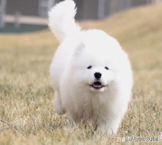 爱心狗狗小白（感人至深的故事）下