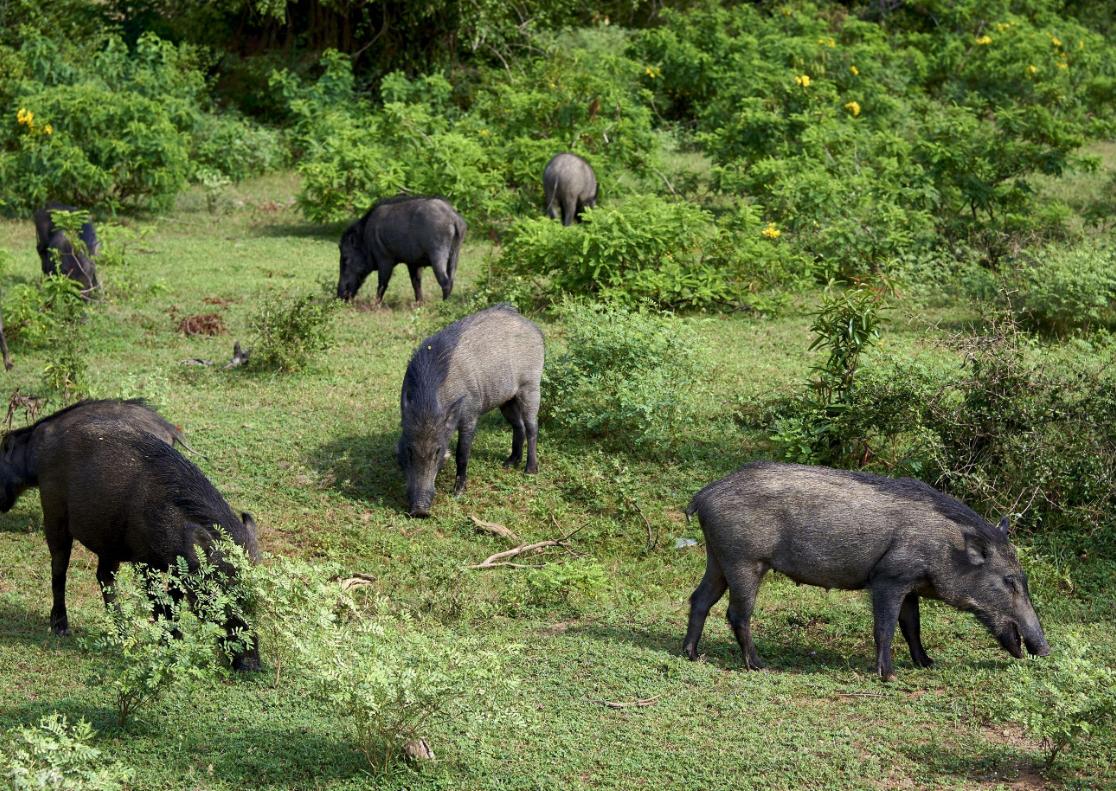 深山打猎遇到凶悍野猪,在户外遇到野猪真实视频