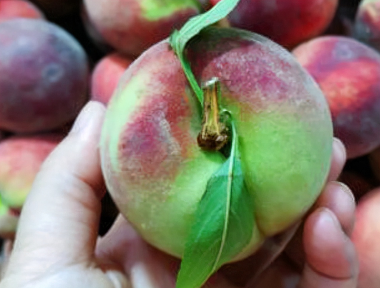 桃子催熟的办法,桃子熟了如何快速销售