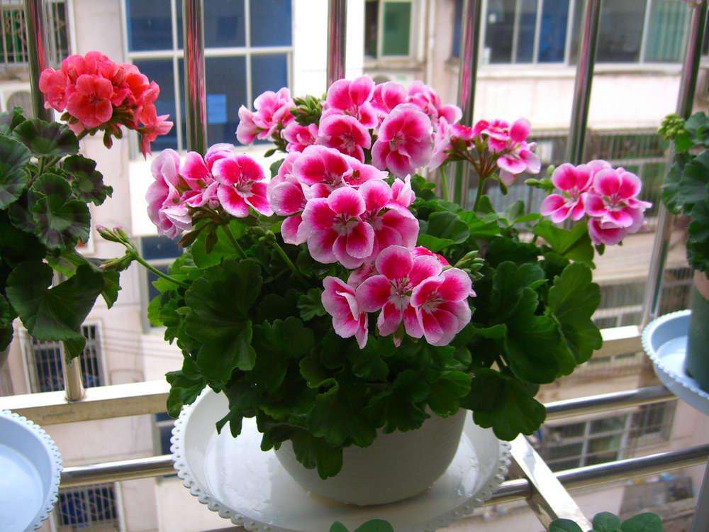 天竺葵小苗好养还是老桩好养,天竺葵老桩怎么养