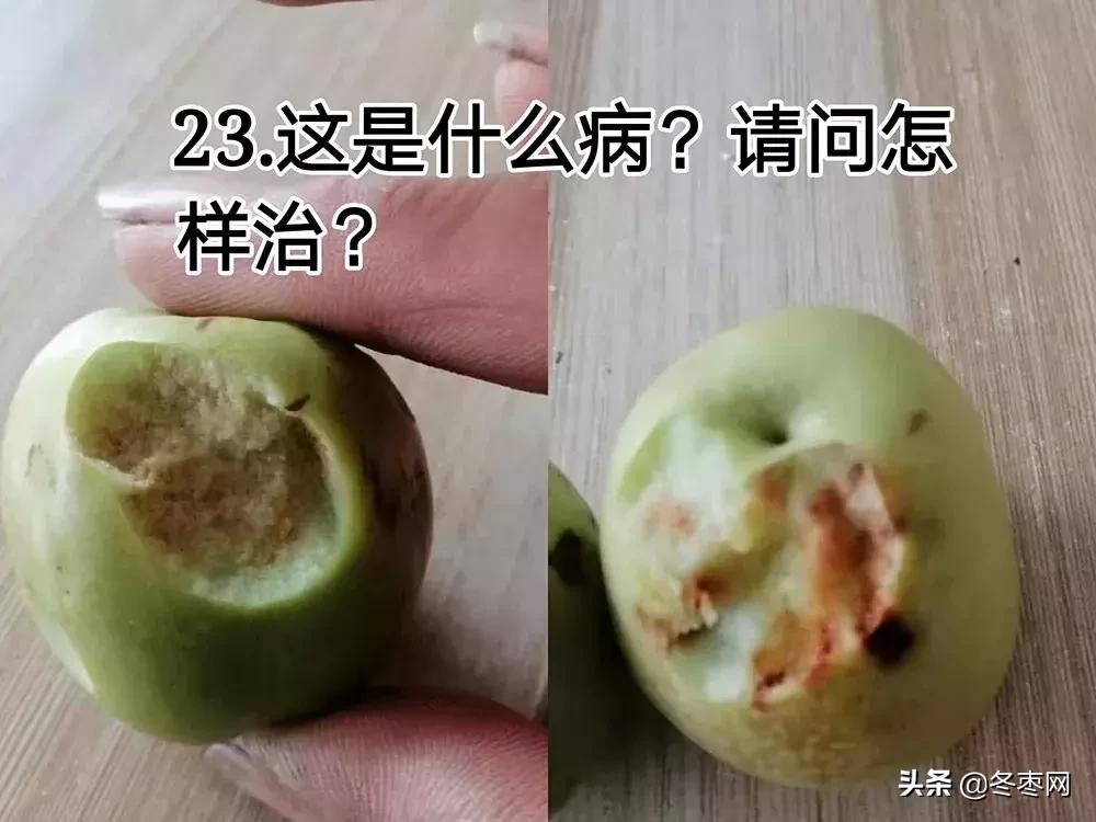 枣树几月份喷洒治虫子的药,枣树上有蚂蚁洞用什么药