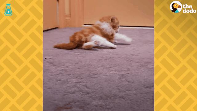 如果你遇到一只流浪猫你会怎么做,如果你遇到流浪猫你该怎么办