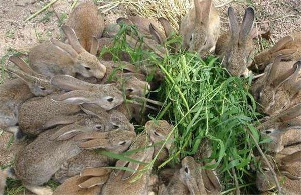 为解决澳洲泛滥成灾的兔子，直接出动轰炸机，四川人：暴殄天物
