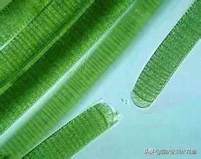 蓝藻念珠藻颤藻,蓝藻颤藻