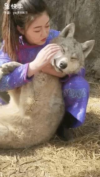 她直播“与狼共舞”获300万点赞:有些女人活成了传奇