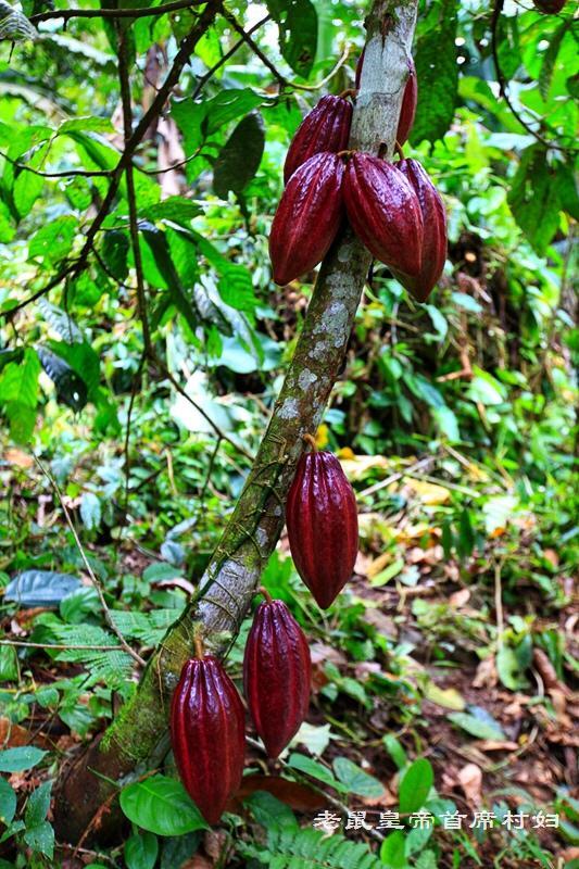 新兴巧克力王国,巧克力热销第一名比利时