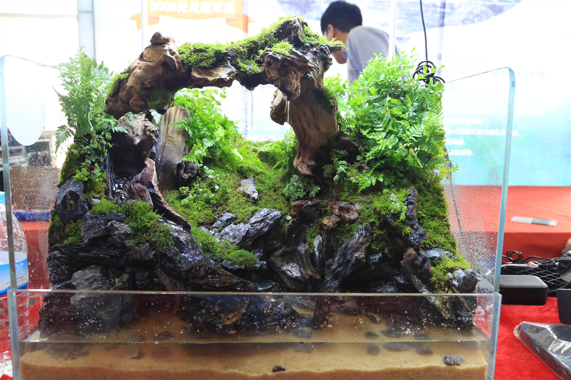 淡水水族展,中国国际水族展