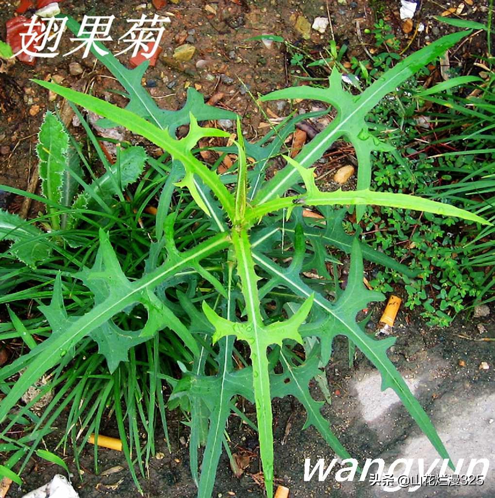 野生菊苣的辨认与图片,野菜苦菜识别方法