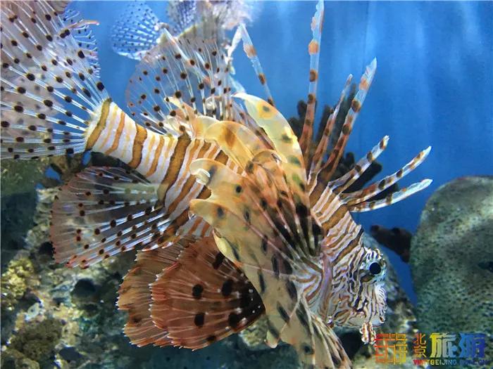 周末有风？别怕，来北京这里看花花草草和无数小可爱！猜到是哪里了吗？