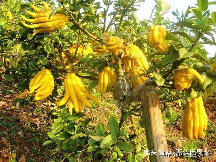 佛手柑资料,佛手柑的药用价值和市场前景