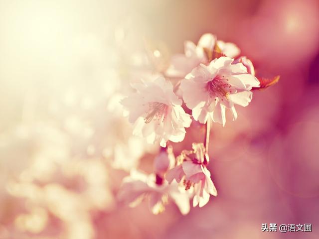 古诗文默写与基础知识2020-2021,2020年中考面对面古诗文默写