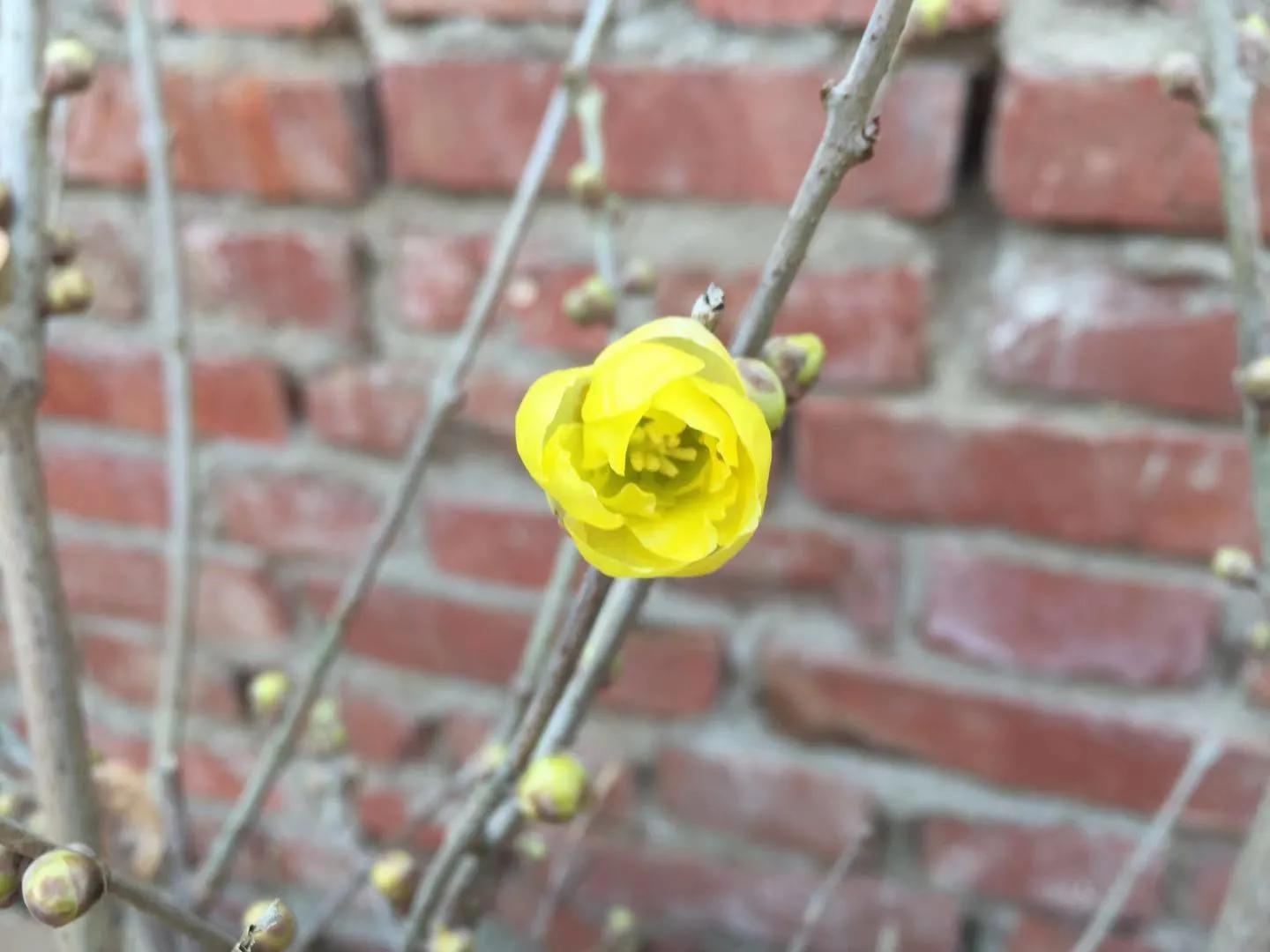 腊梅常见问题,腊梅品种知识