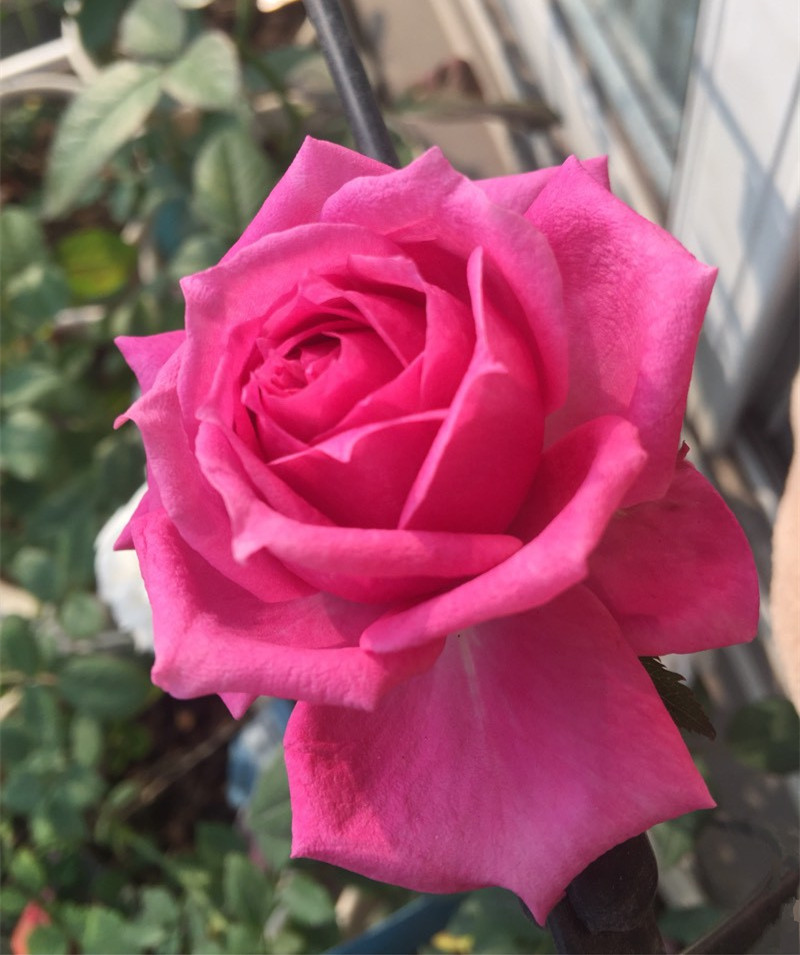 芳香四溢的月季品种有哪些,分享图片花香四溢令人着迷的月季