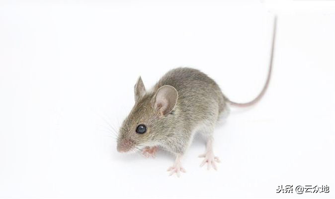 农作物鼠害,农作物鼠害控制方案