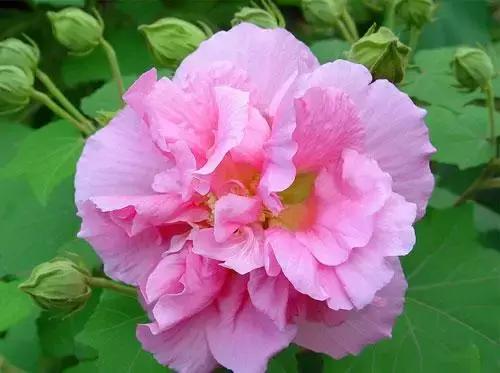 拍摄花的花语,100种摄影基础美学