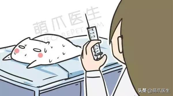 猫咪拉软便吃什么药,猫咪吃了渴望猫粮拉软便