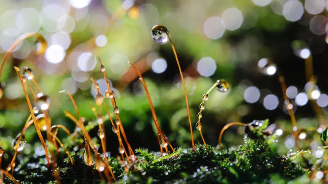 100mm微距一代和二代,90mm更好用的微距