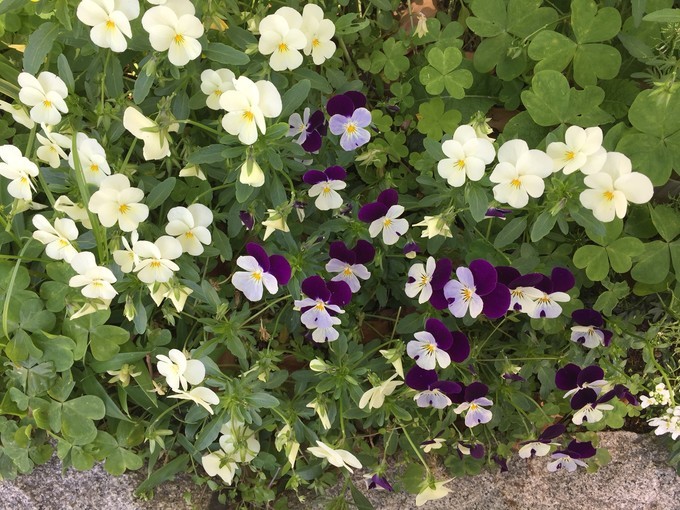 大阪蹦迪酒吧,京都大阪烧