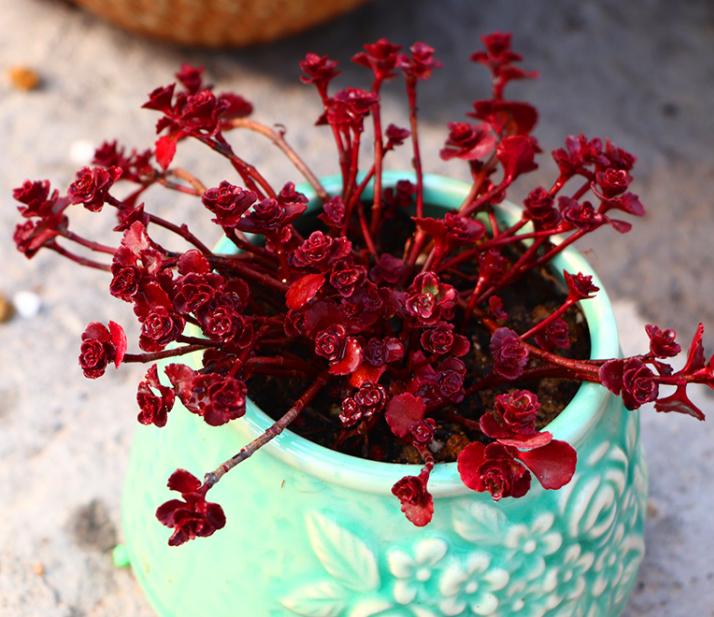 多肉缀化怎么才能养成扇形,小球玫瑰锦多肉如何养护