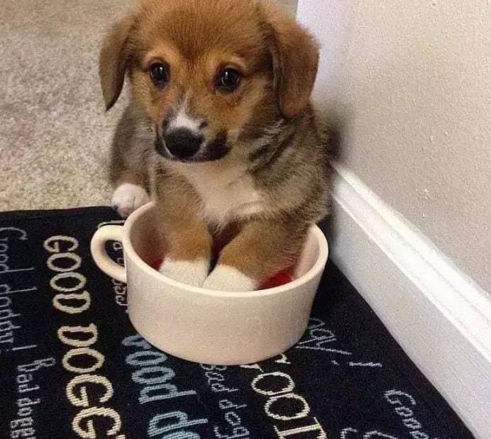 狗狗有哪些表现说明被你养熟了,狗狗有了吃的就不管主人了怎么办