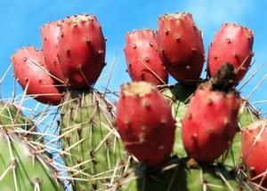 有几种特殊的水果你见过几个,这些精品水果你吃过几种