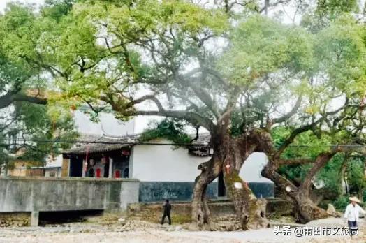 千年古樟树福建仙游,樟树千年古香樟