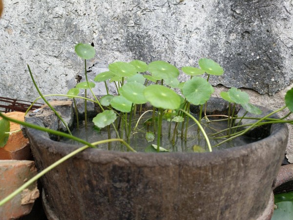 适合栽在庭院的多肉,庭院地栽多肉设计