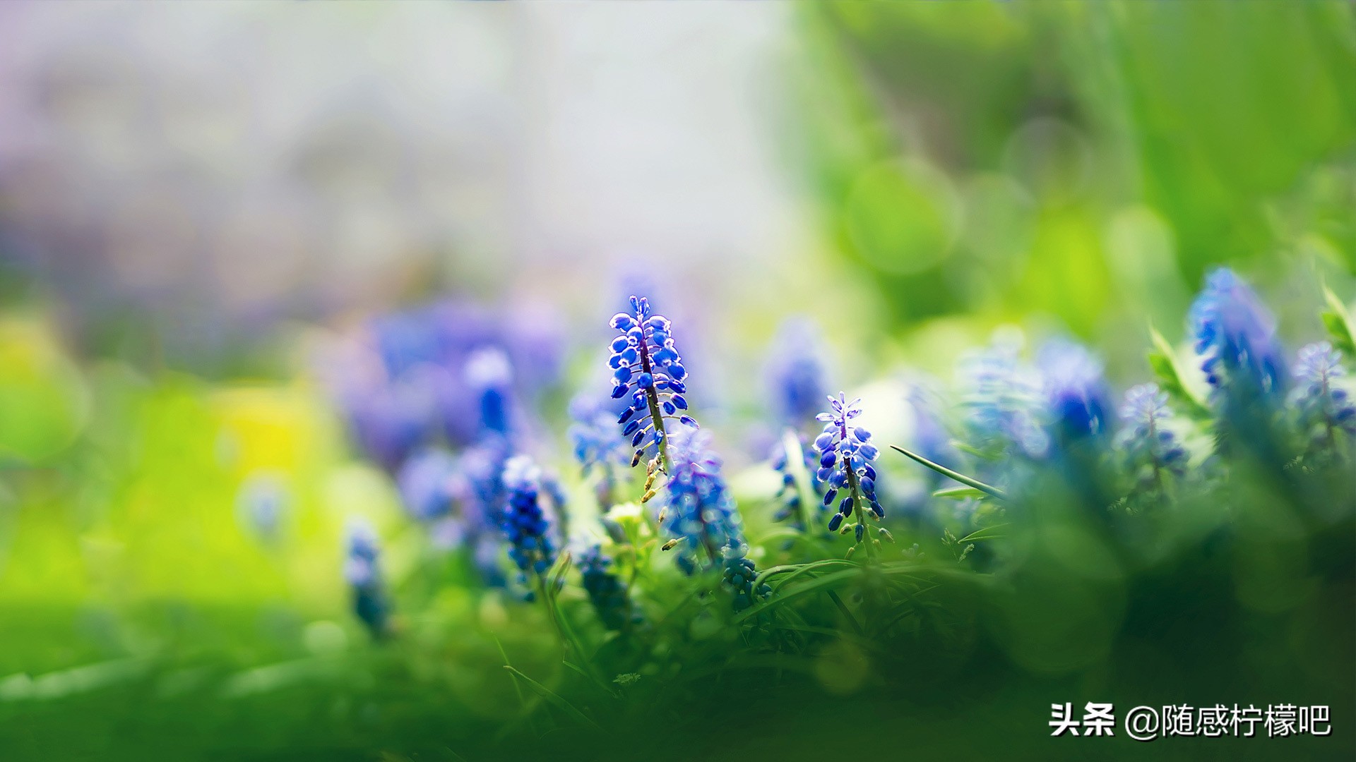 鏃跺厜鑽忚嫆鐝嶆儨褰撲笅,鏃跺厜鑽忚嫆渚濈劧鏄垜