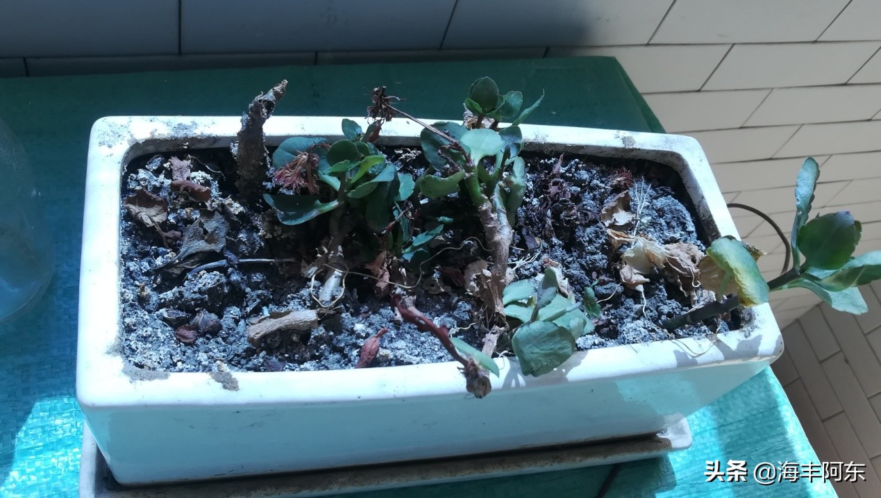 养鱼花鲢死亡,阿东养鱼视频完整版