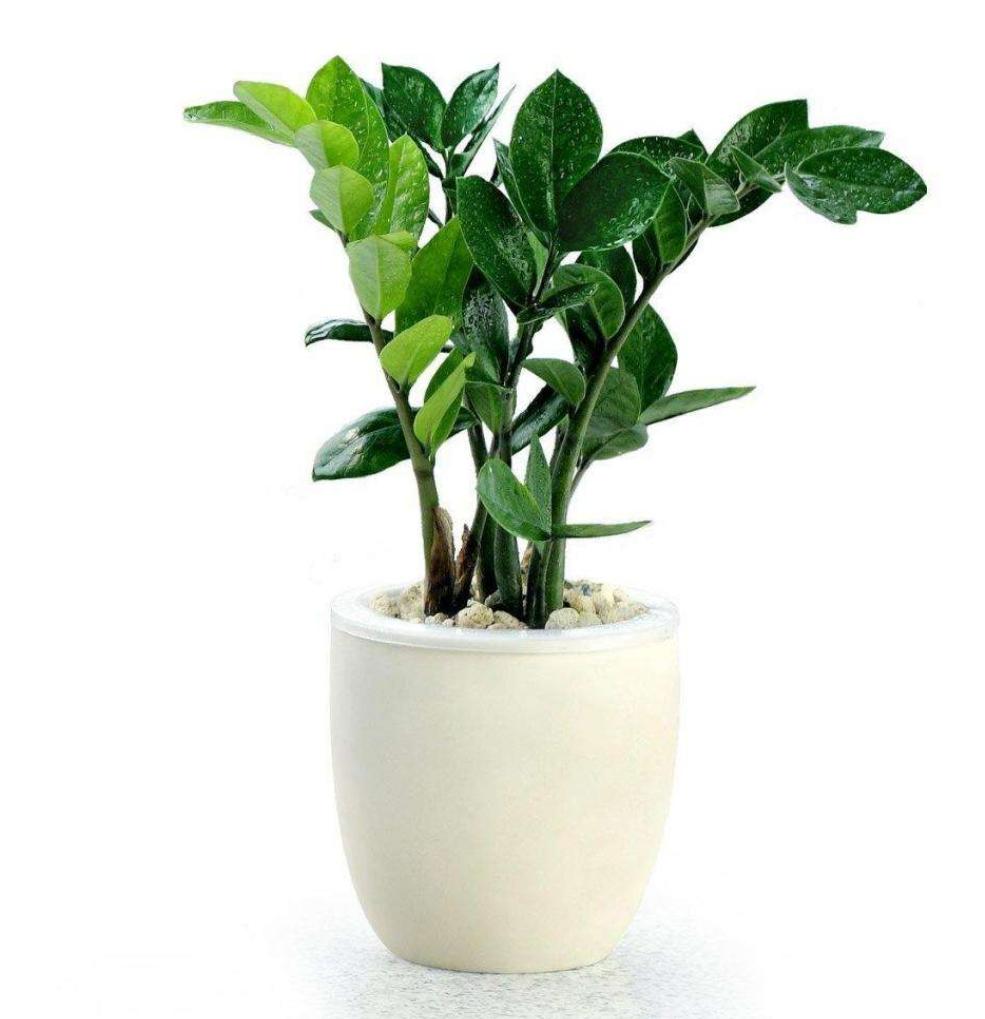 为什么金钱树养着养着就黄叶了,金钱树黄叶烂根怎么补救