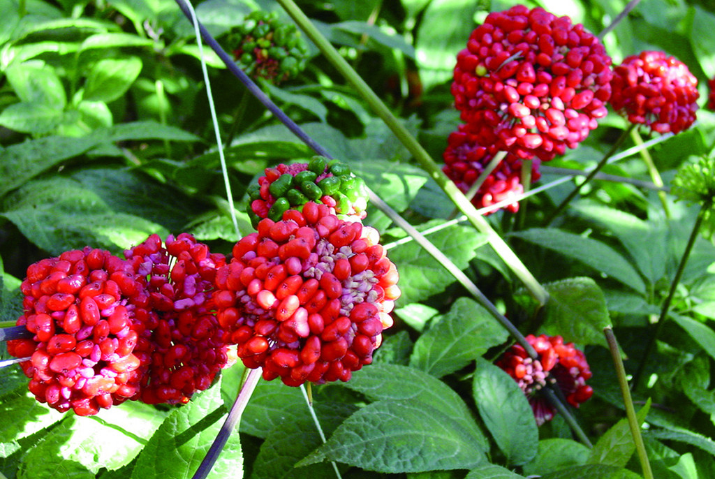 云南有什么特产可以带回家,云南补品十大特产