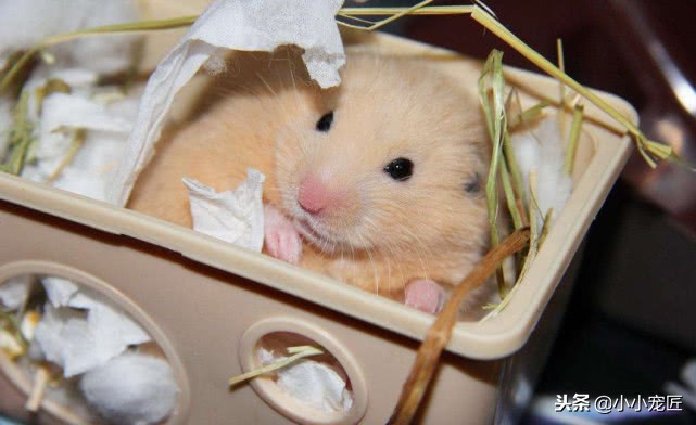 金丝熊怎么养得白白胖胖,如何把金丝熊养的肥肥胖胖