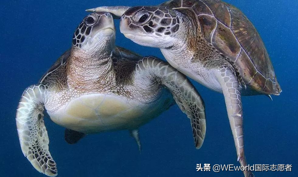 WEworld全球体验官招募|4大志愿者项目0元出发