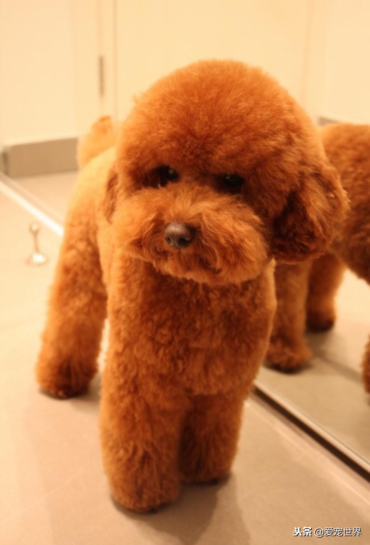 泰迪突然不粘主人怎么回事,泰迪为什么这么粘人