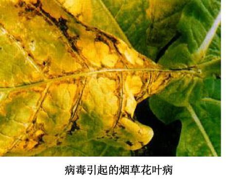 带你了解病毒,聊病毒