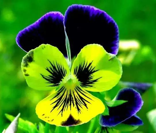 三色堇鬼脸花,三色堇为什么叫鬼脸花