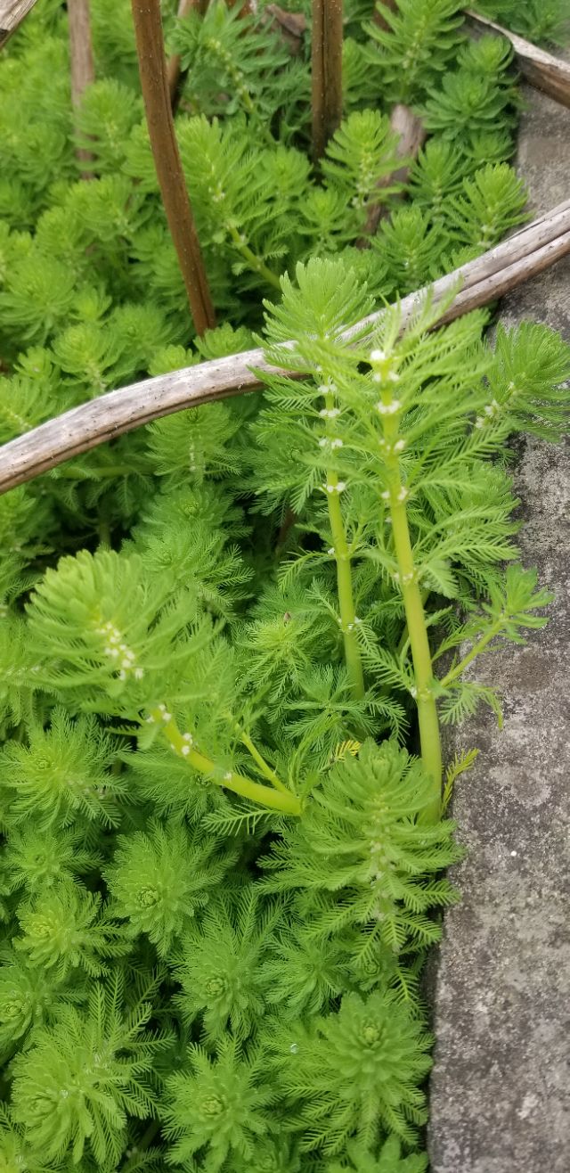 又是清明雨上折菊寄故人,清明雨上折菊寄相思