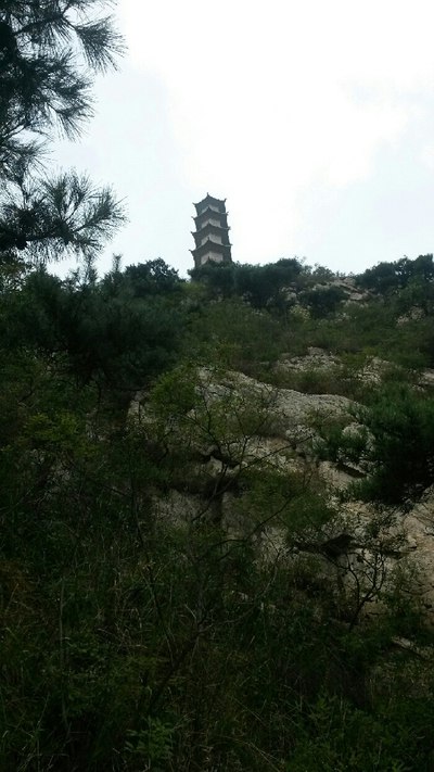 日照直播,日照绿茶价格表