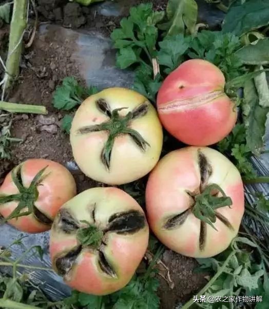 西红柿着色不均预防,大棚西红柿裂口并腐烂是什么原因