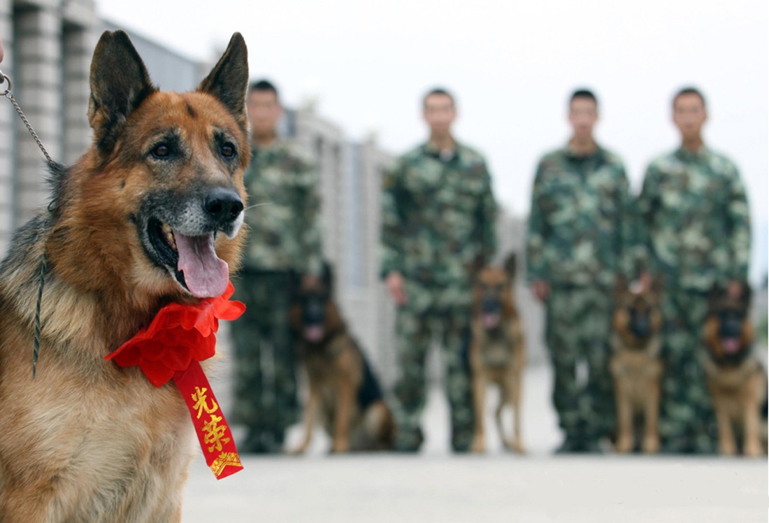 警犬与眼镜蛇搏斗不幸牺牲,边防警犬被眼镜蛇咬死