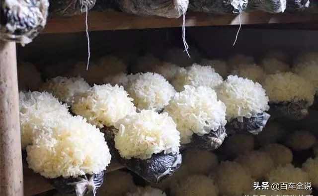 福耀玻璃曹德旺上市,福耀玻璃曹德旺上九华山