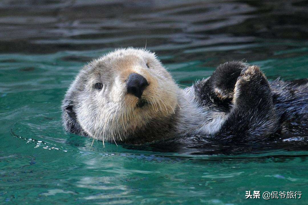 最会吃的动物,最会吃螃蟹的动物