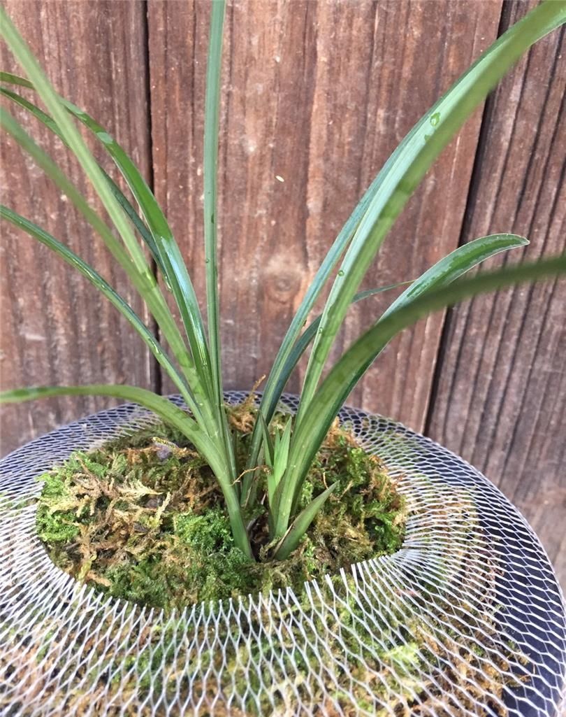 四川与贵州交界之地下山的一颗春兰红素三星,后来成为传世极品