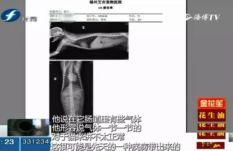 鍝瀹犵墿鍖婚櫌姝h涓嶄贡鏀惰垂,鏇濆厜瀹犵墿琛屼笟榛戝箷