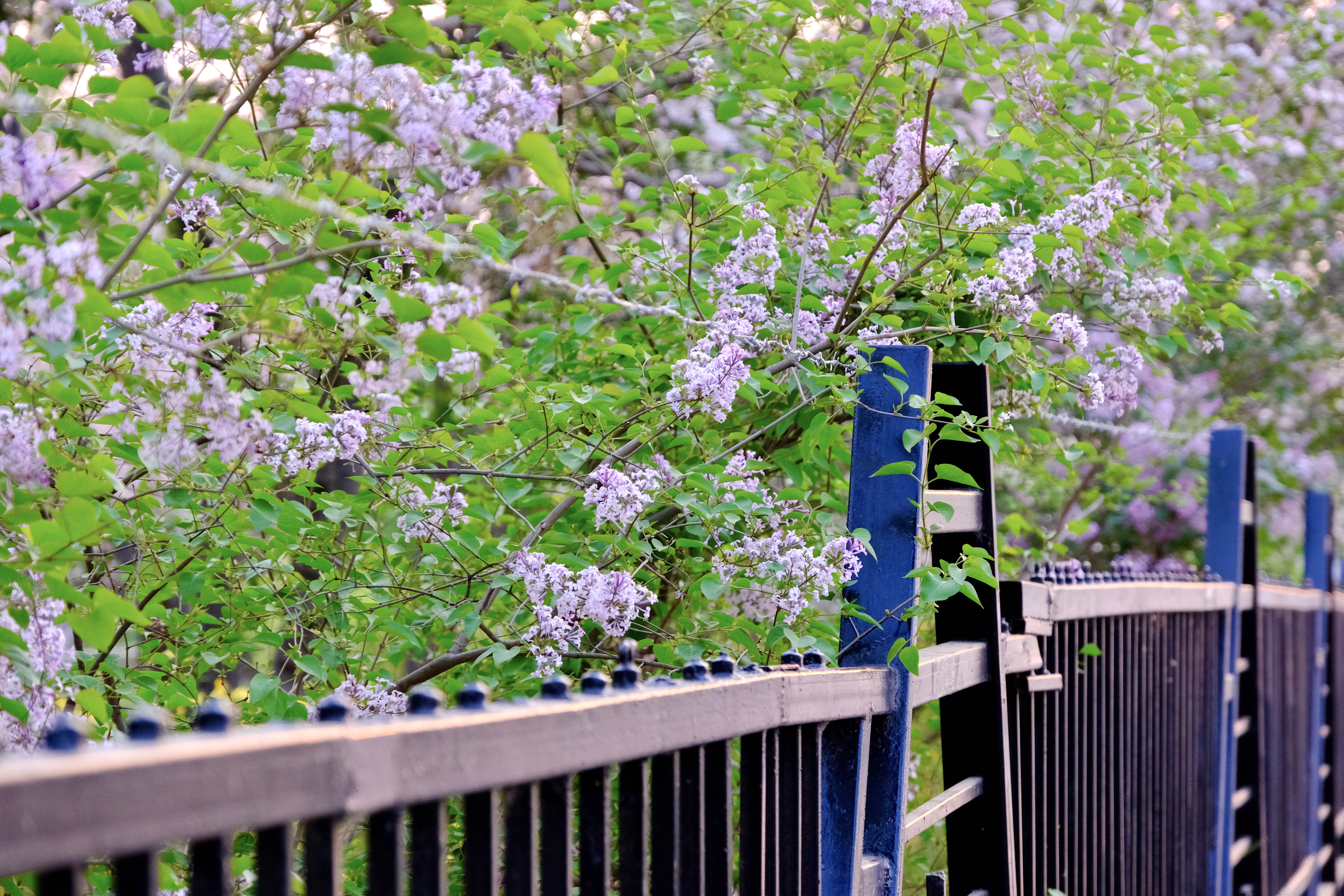开往地铁上的春天,开往春天的地铁邂逅京城的花开