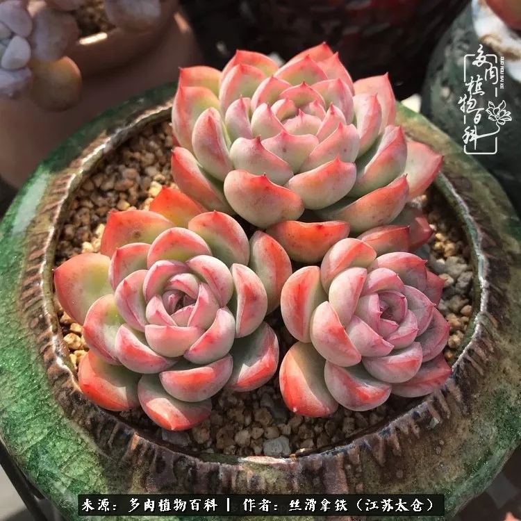 秋叶将落,秋叶即将落下你依然美丽